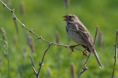 Grauwe Gors/Corn Bunting