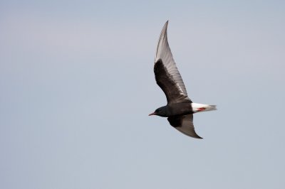 Witvleugelstern/White-winged Tern