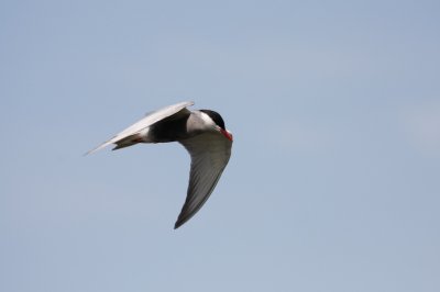 Witwangstern/Whiskered Tern