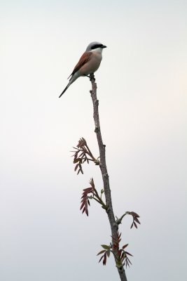 Grauwe Klauwier/Red-backed Shrike