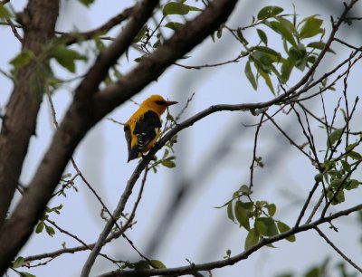 Wielewaal/Golden Oriole