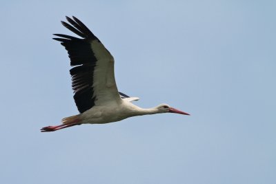 Ooievaar/White Stork