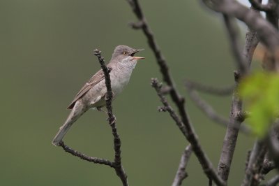 Sperwergrasmus/Barred Warbler