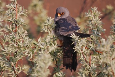 Roodpootvalk/Red-footed Falcon