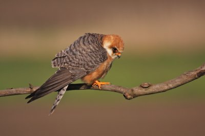 Roodpootvalk/Red-footed Falcon
