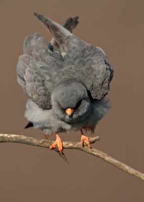 Roodpootvalk/Red-footed Falcon