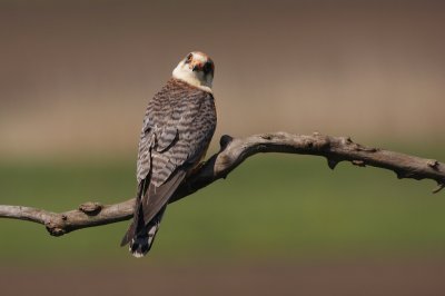 Roodpootvalk/Red-footed Falcon