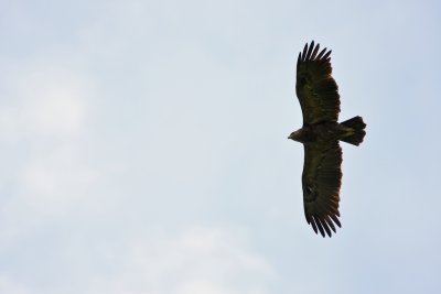 Schreeuwarend/Lesser Spotted Eagle