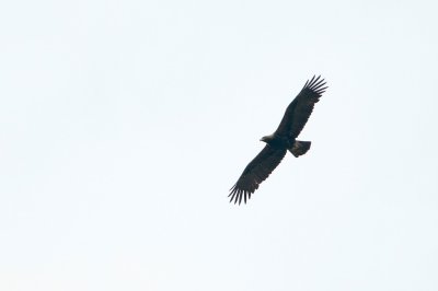 Keizerarend/Eastern Imperial Eagle