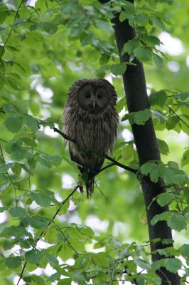 Oeraluil/Ural Owl
