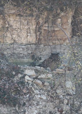 Oehoe/Eagle Owl