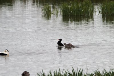Brilzeeëend/Surf Scoter
