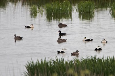 Brilzeeëend/Surf Scoter
