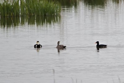 Brilzeeëend/Surf Scoter
