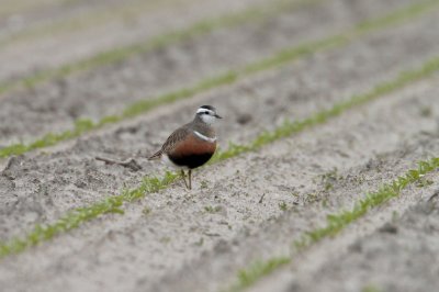 Morinelplevier/Dotterel