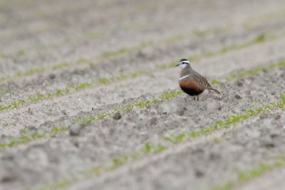 Morinelplevier/Dotterel