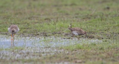 Gestreepte Strandloper/Pectoral Sandpiper