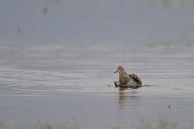 Gestreepte Strandloper/Pectoral Sandpiper
