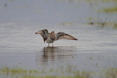 Gestreepte Strandloper/Pectoral Sandpiper