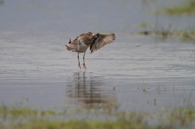 Gestreepte Strandloper/Pectoral Sandpiper