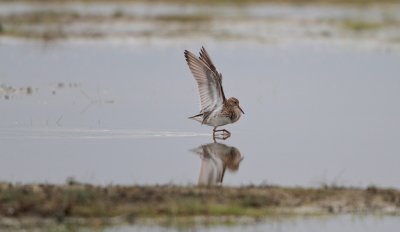 Gestreepte Strandloper/Pectoral Sandpiper