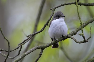 Bonte Vliegenvanger/Pied Flycatcher