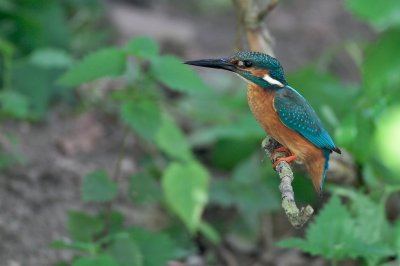 IJsvogel/Kingfisher