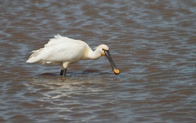 Lepelaar/Spoonbill