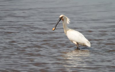 Lepelaar/Spoonbill