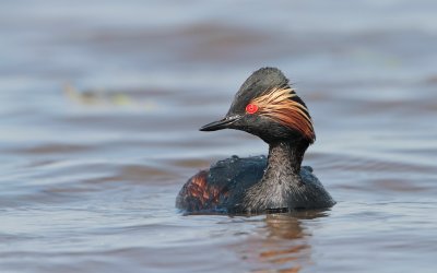 Geoorde Fuut/Black-necked Grebe