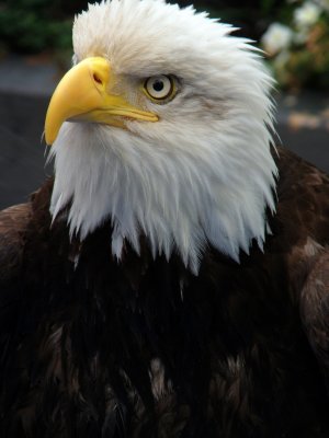 Bald Eagle. Ketchikan Alaska