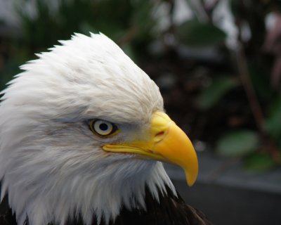 Bald Eagle