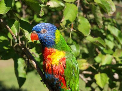 Rainbow Lorikeet