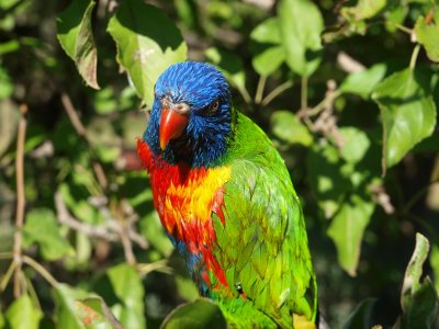 Rainbow Lorikeet