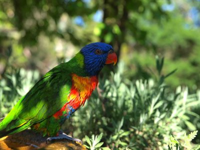 Rainbow Lorikeet