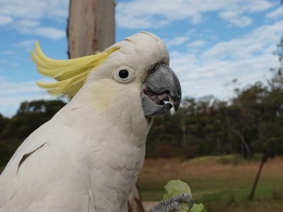 Sulpur Crested Cockatoo