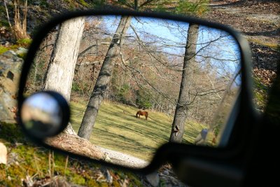 A horse in my mirror