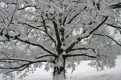 Giant Oak and snow