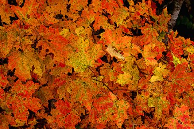 Scene from October #4