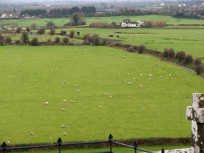 Sheep and cattle