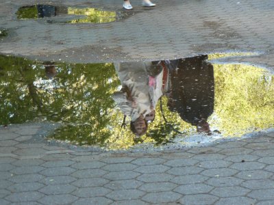 Pedestrians reflecting in puddle
