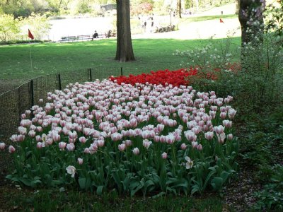 Central Park Tulips