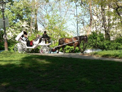 Carriage on 5th Avenue taken from Central Park