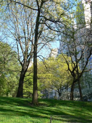 Spring trees in Central Park