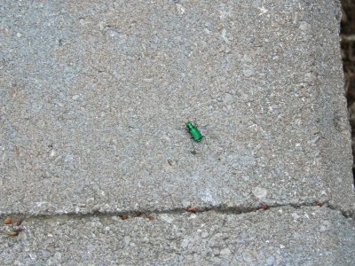 six spotted green tiger beetle