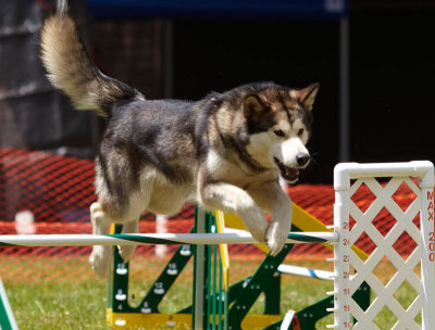 Sunday Open Jumpers