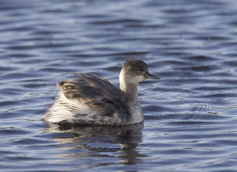 Eared Grebe