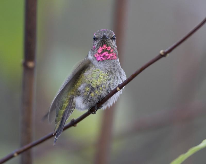 Annas hummingbird (M)