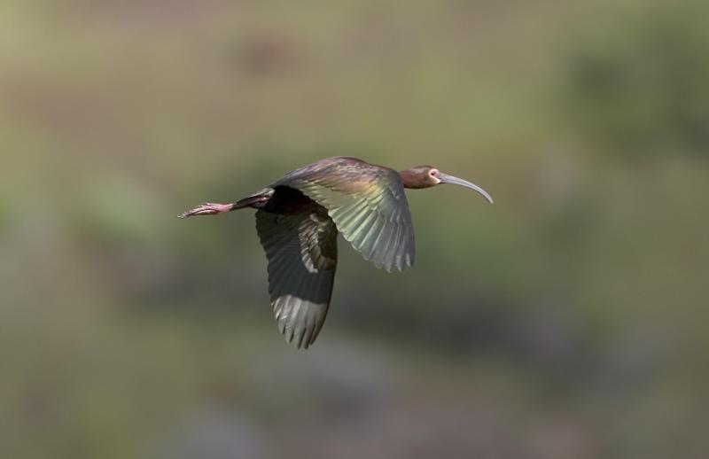 White-faced Ibis