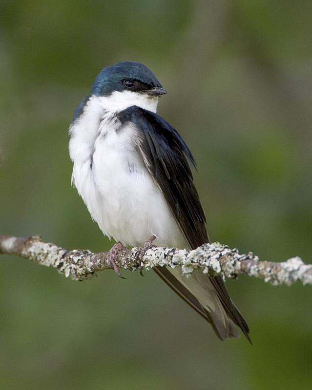 Tree Swallow